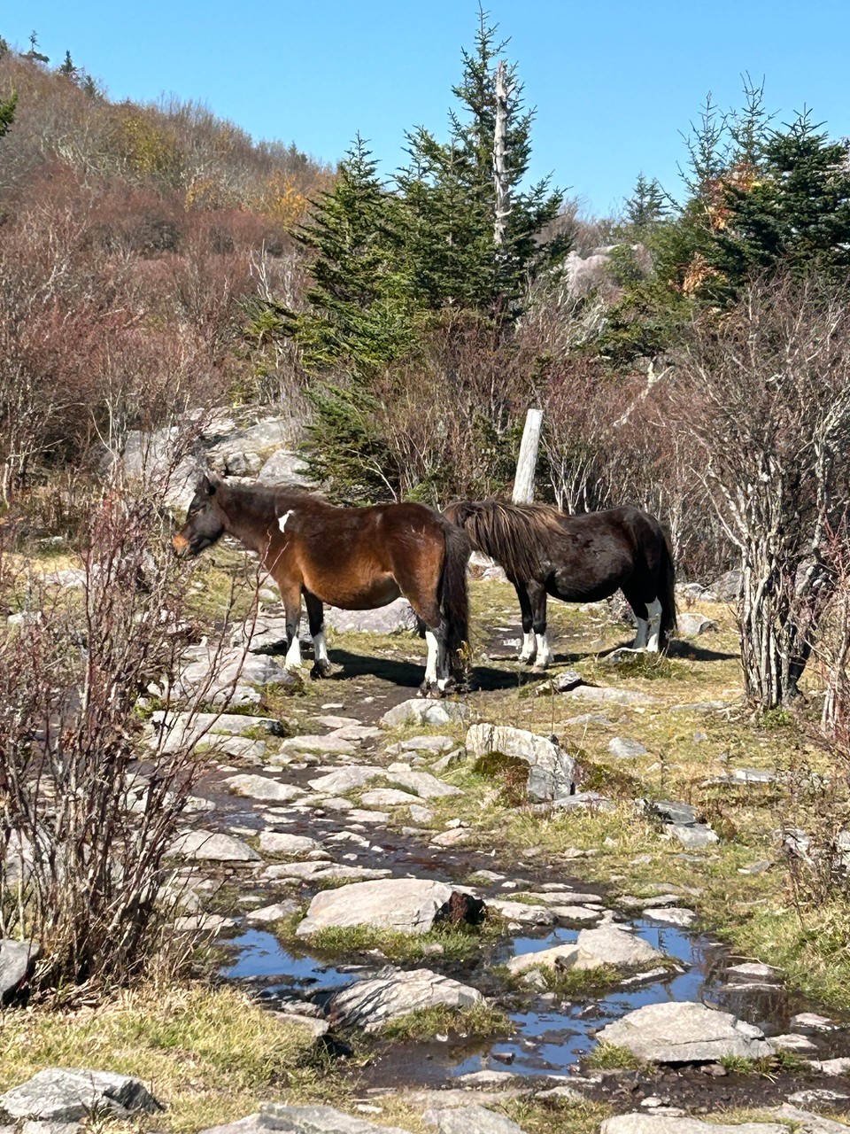 Highland Ponies