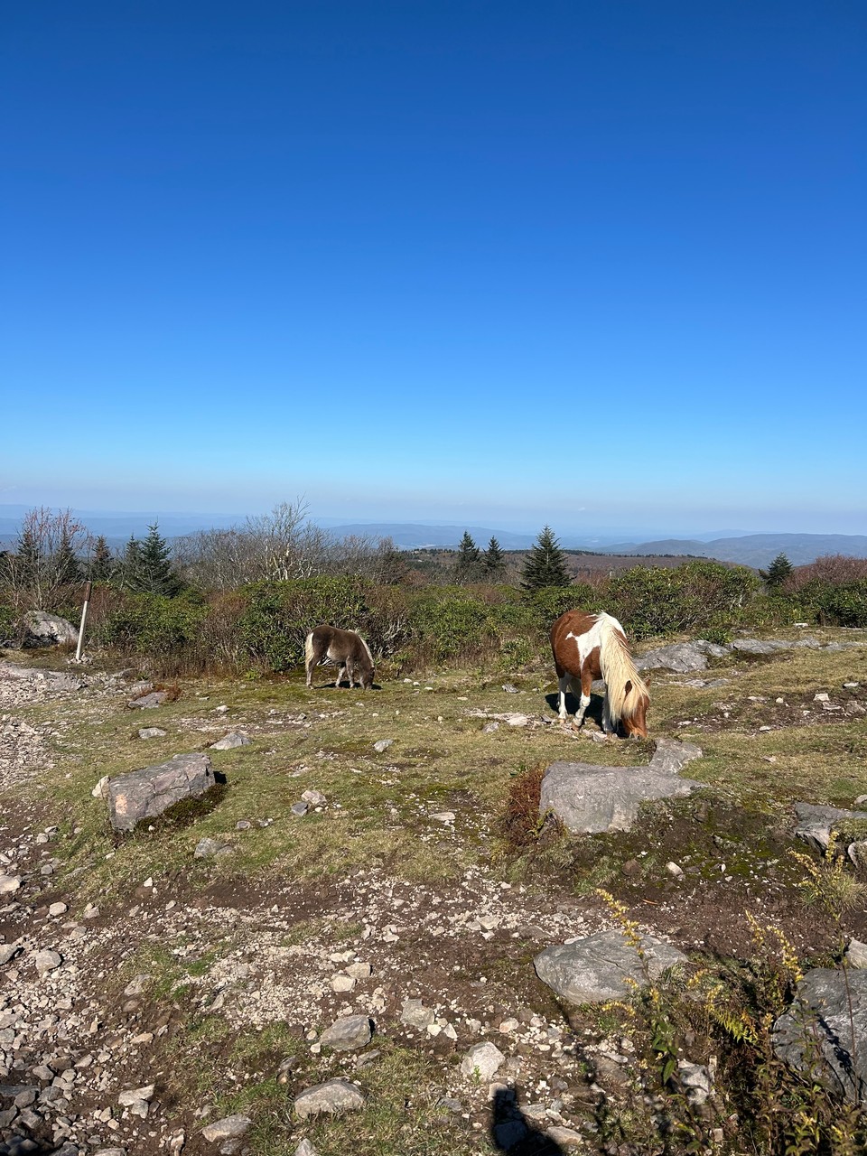 Highland Ponies